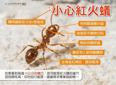 紅火蟻